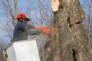 Tree Contractor Tree Contractor